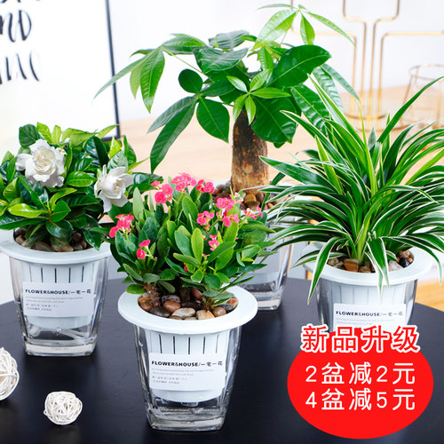 雅乐之舞【白掌】绿植盆栽 水培植物 栀子花发财树绿植花卉盆包邮