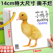 动物卡片早教认知宝宝看图识物启蒙书幼儿1岁3儿童玩具大尺寸婴儿