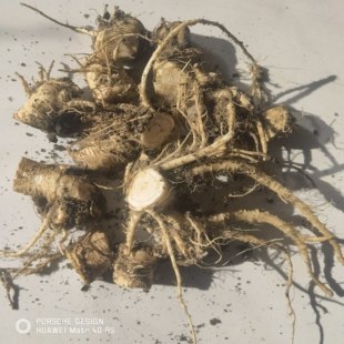 东北白菜根 冬储白菜根新鲜白菜根带少量土发货净重1斤装包邮