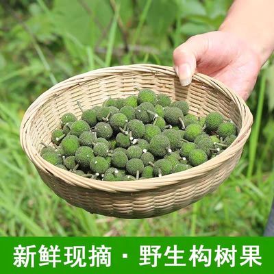 肾保果野生楮桃果构树桃当季原生态晒干果实假杨梅生新鲜现采鲜果