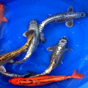 进口锦鲤活体观赏鱼德系锦鲤秋翠孔雀锦鲤金松叶银松叶锦鲤冷水鱼