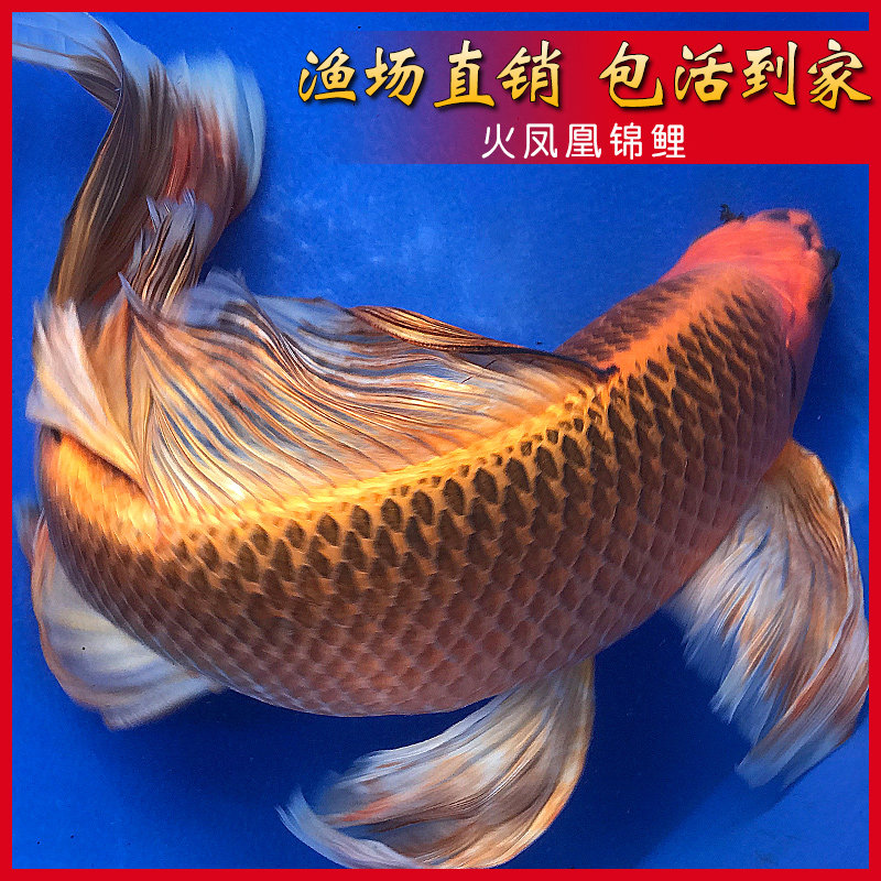 火凤凰锦鲤 纯种台湾龙凤观赏鱼 淡水冷水好养金鱼活体蝴蝶鲤长尾