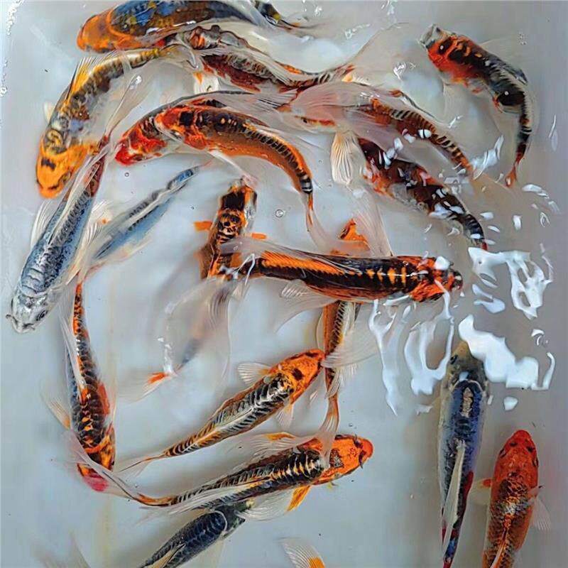 锦鲤活鱼日系德系金松金秋瑞黄金鲤淡水鱼皮鲤冷水观赏鱼宠物鱼苗