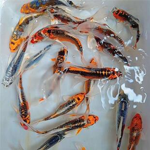 锦鲤活鱼日系德系金松金秋瑞黄金鲤淡水鱼皮鲤冷水观赏鱼宠物鱼苗