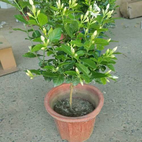 单瓣笔尖茉莉花独枝独杆精品盆栽原土土球发货香味浓茉莉花大