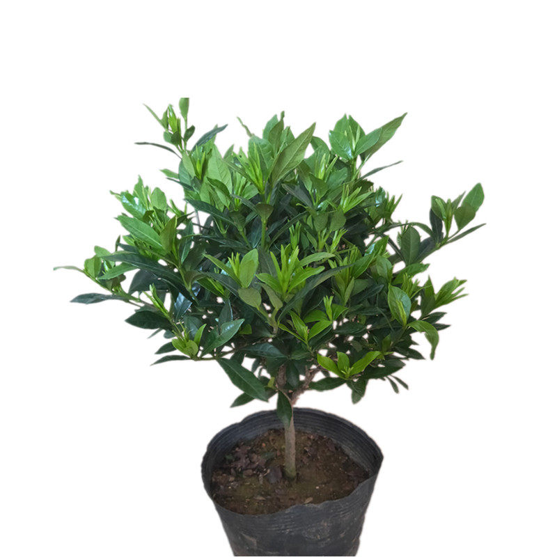 四季栀子花盆栽浓香型浓香花卉独干小叶栀子花苗带U花苞栀子花植,鲜花速递/花卉仿真/绿植园艺,时令草本花卉,淘宝优惠券,粉丝福利购,淘宝优惠卷