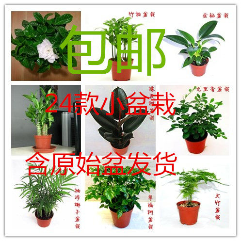 包邮绿植室内迷你桌面小盆栽 九里香白掌小榕树滴水观音栀子花
