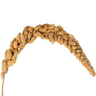 鹦鹉天然谷穗带壳黄谷子小米玄凤虎皮饲料鸟粮鸟食文鸟珍珠鸟零食