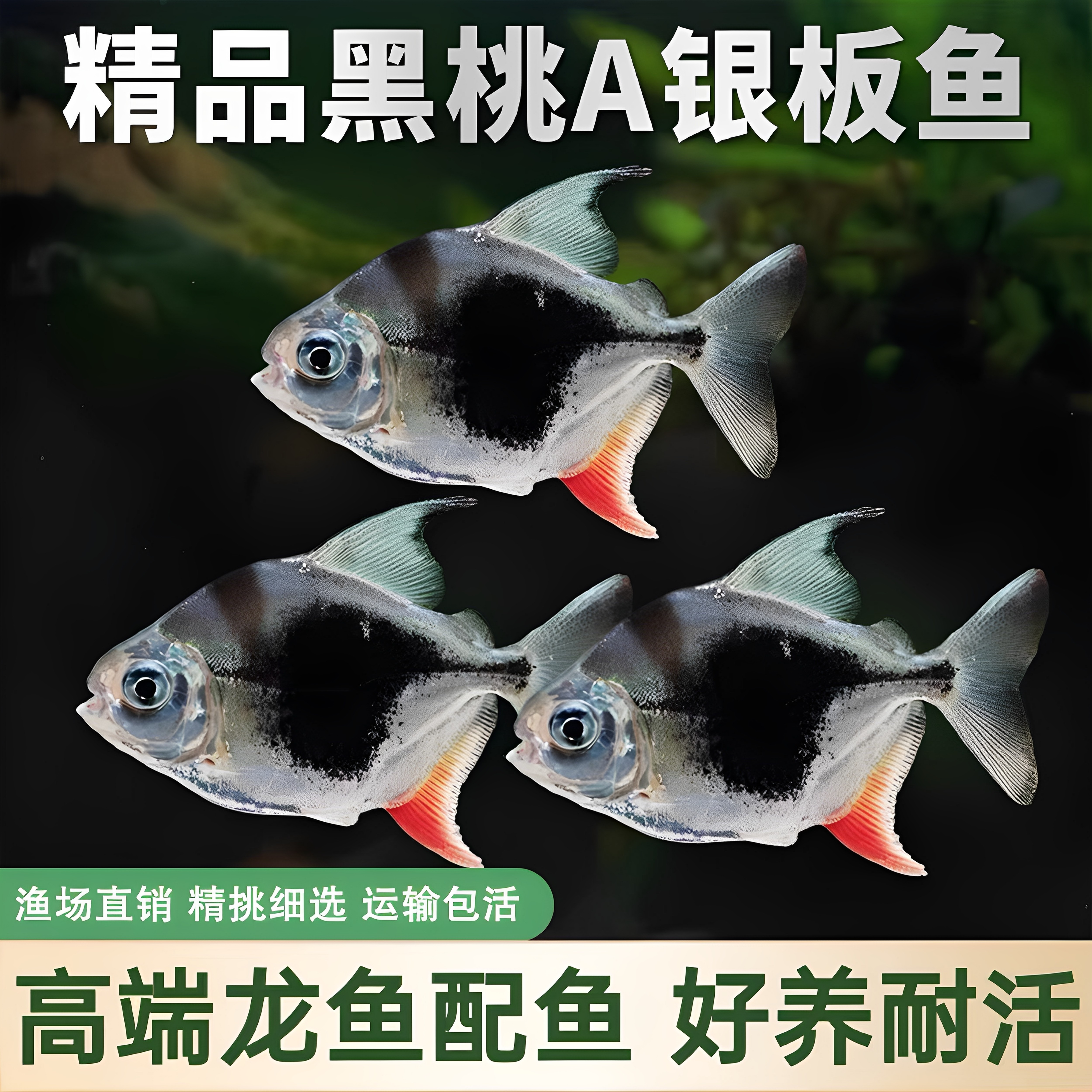 粗线银板鱼活体黑桃A银板虎纹银板龙鱼配鱼大型热带观赏鱼