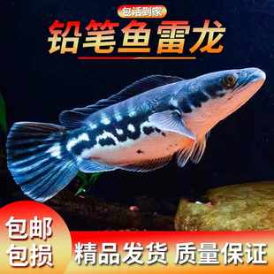 大铅笔鱼活雷龙大型凶猛肉食龙鱼热带观赏鱼鱼苗