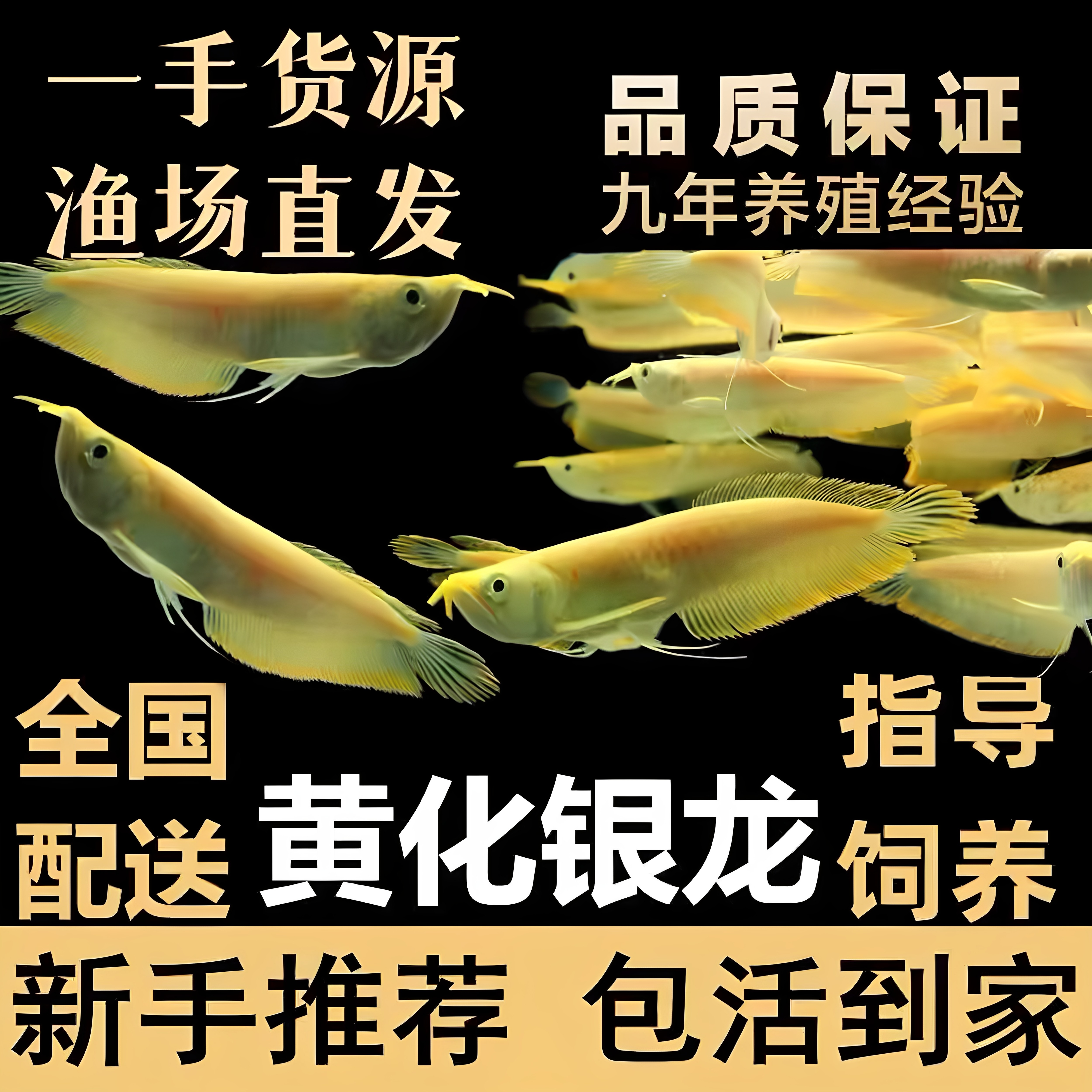 赤瞳血黄化白子银龙鱼活体红眼白子银龙金龙鱼配鱼观赏鱼鱼苗黄龙