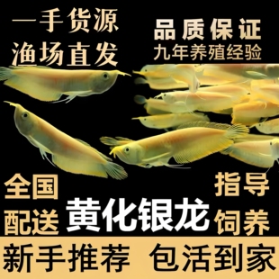赤瞳血黄化白子银龙鱼活体红眼白子银龙金龙鱼配鱼观赏鱼鱼苗黄龙