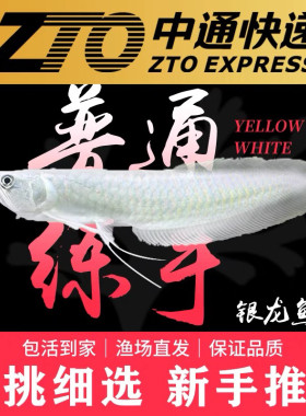银龙鱼活体鱼苗观赏鱼黄化红眼白子龙鱼中大型观赏鱼活鱼
