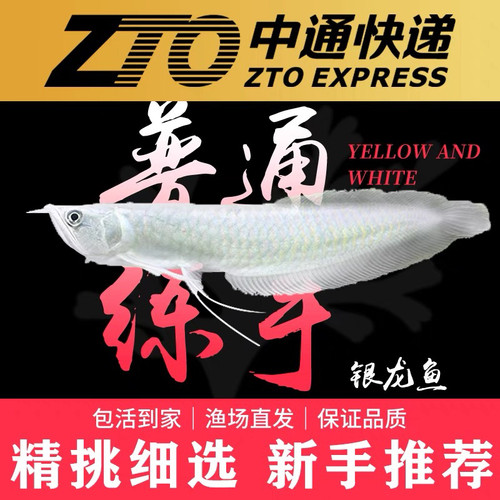 银龙鱼活体鱼苗观赏鱼黄化红眼白子龙鱼中大型观赏鱼活鱼