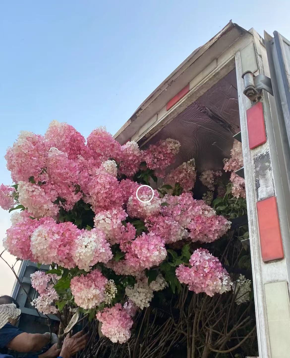 五加仑超高规格圆锥木绣球耐热耐寒香草草莓 。北极熊集合带花苞