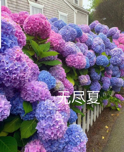 5加仑 7加仑 10加仑无尽夏绣球老桩带花苞