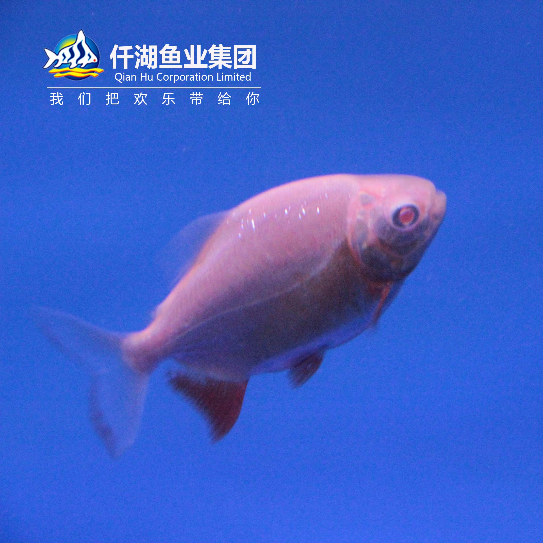 仟湖鱼场 白化银板 龙鱼混养鱼 活体 观赏鱼 热带鱼