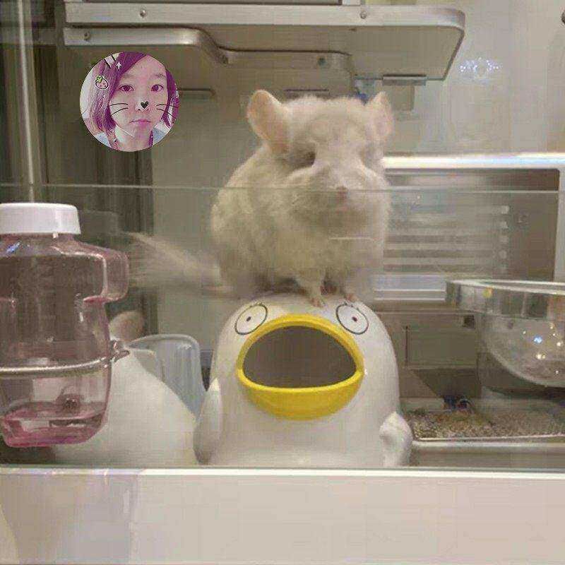白菜麻麻小黄鸭陶瓷窝兔子龙猫