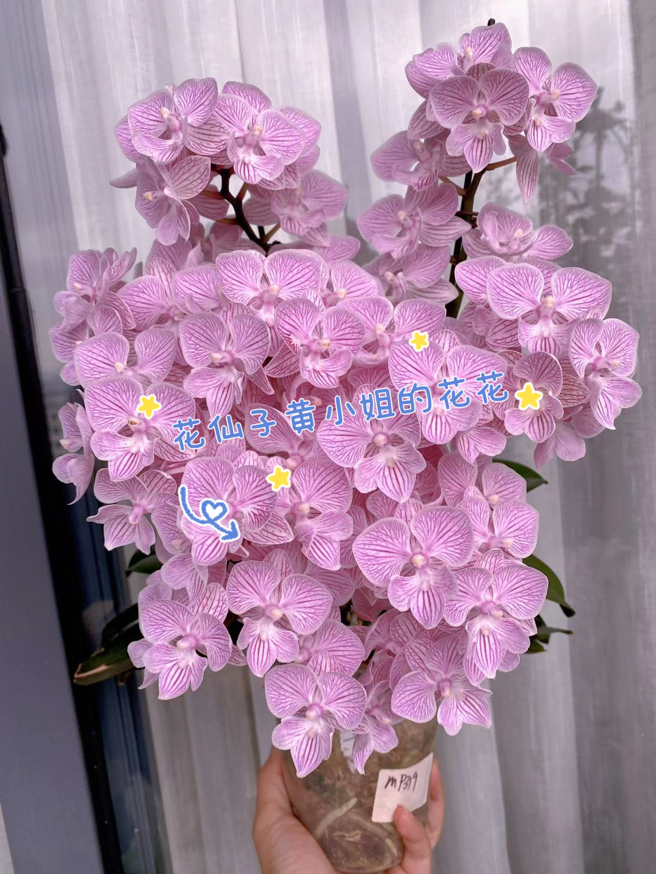 西安卉杉蝴蝶兰中苗当年开花2.8寸或3寸仅是苗满39包邮