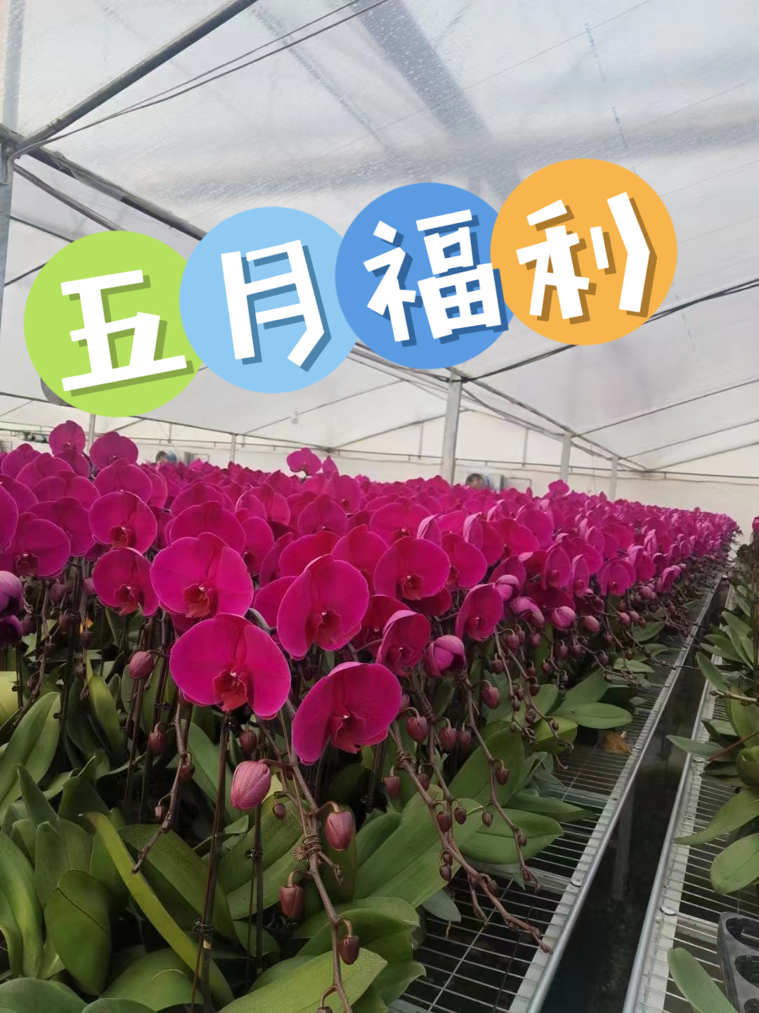 西安卉杉蝴蝶兰基地直发五月福利品种专拍 鲜花速递/花卉仿真/绿植园艺 国兰/杂交兰/洋兰类 原图主图