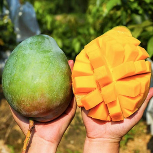 四川攀枝花凯特大芒果黄金当季热带青皮甜心水果新鲜10斤整箱包邮
