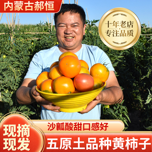 内蒙五原黄色西红柿大黄柿子内蒙特产黄番茄铁皮柿子新鲜水果6斤
