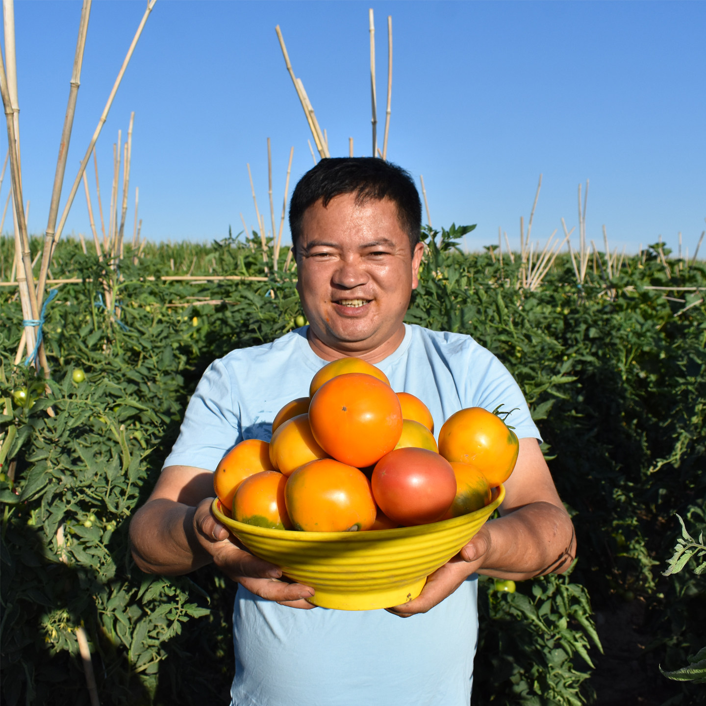 内蒙五原大黄柿子土品种沙瓤新鲜蔬菜当季自然熟生吃水果老黄番茄