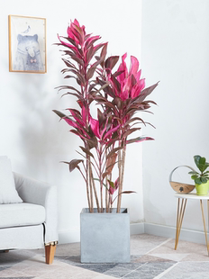 红叶朱蕉盆栽大型室内客厅卧室除甲醛观叶盆景花卉水培红叶铁植物