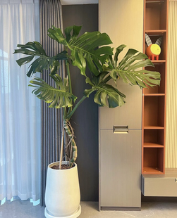 龟背竹老桩大型植物北欧风家居绿植室内客厅净化空气除甲醛四季青