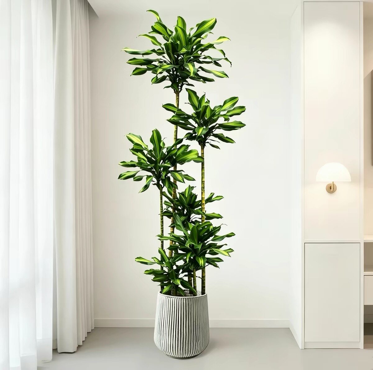 螺纹铁造型步步高盆栽室内植物客厅耐阴花卉好养活懒人真绿植北欧