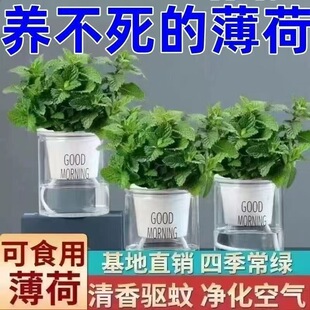 【泡茶驱蚊】植物薄荷叶薄荷可食用留兰香养易活盆栽好阳台
