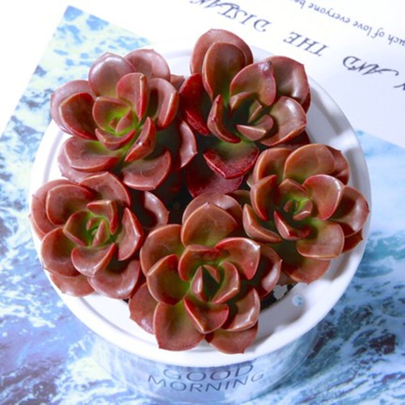 红心巧克力老桩多头巧克力方砖新手入室内办公室桌面盆栽