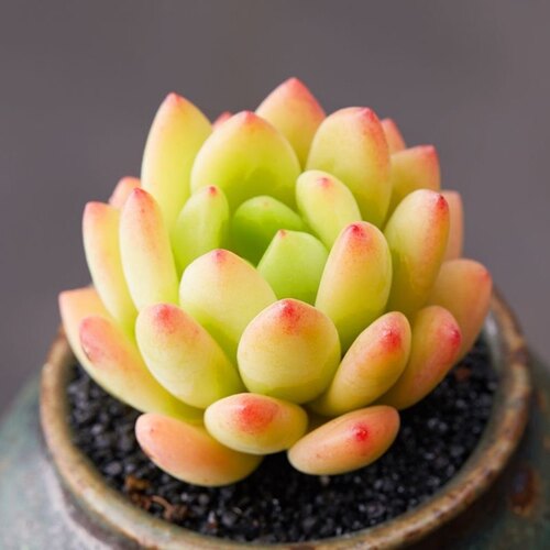 春萌多肉植物室内迷你绿植微景观组合盆栽花卉果冻色带香味萌肉肉