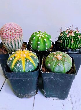 仙人球组合盆栽红太阳西瓜球多棱玉室内新手好养易活
