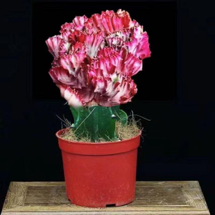 仙人掌盆栽玉麒麟麒麟掌招财植物盆景五指山带根好养