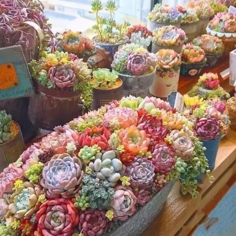 可爱多肉植物混搭豪华套餐组合玉露桃蛋红宝石爆盆超萌桌面绿植,鲜花速递/花卉仿真/绿植园艺,多肉植物,淘宝优惠券,粉丝福利购,淘宝优惠卷