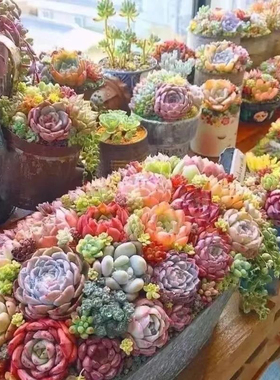 可爱多肉植物混搭豪华套餐组合玉露桃蛋红宝石爆盆超萌桌面绿植