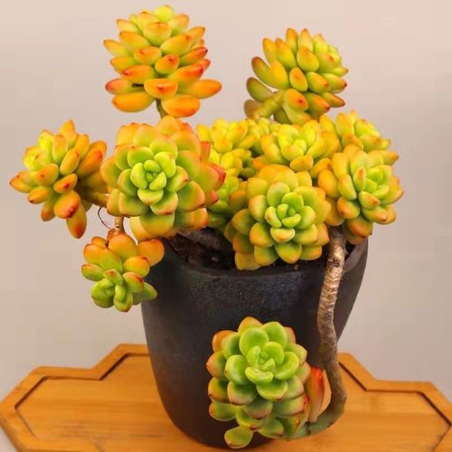 香格里拉多肉植物大棵盆栽带香味多肉阳台花卉露天懒人新手好养