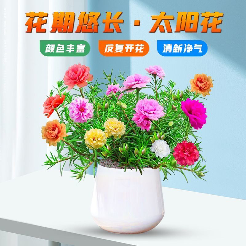 多色重瓣太阳花苗盆栽带根四季开花阳台室内庭院耐寒耐热花卉植物图片