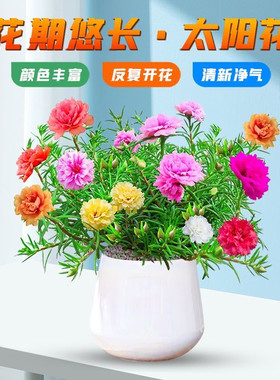 多色重瓣太阳花苗盆栽带根四季开花阳台室内庭院耐寒耐热花卉植物