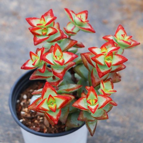 自由女神多头群生多肉植物易爆盆萌肉肉办公室花卉绿植盆栽