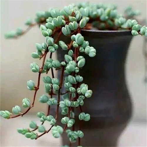 碧玉莲开花多肉绿植新手好养室内阳台盆栽花卉