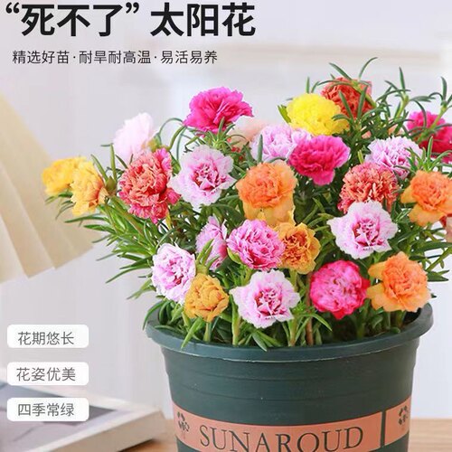 混色大花重瓣太阳花苗带根盆栽苗四季开花阳台植物带花苞室内庭院