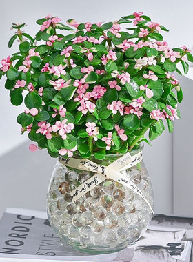 雅乐之舞造型金枝玉叶植物盆栽老桩绿植花卉好养多肉