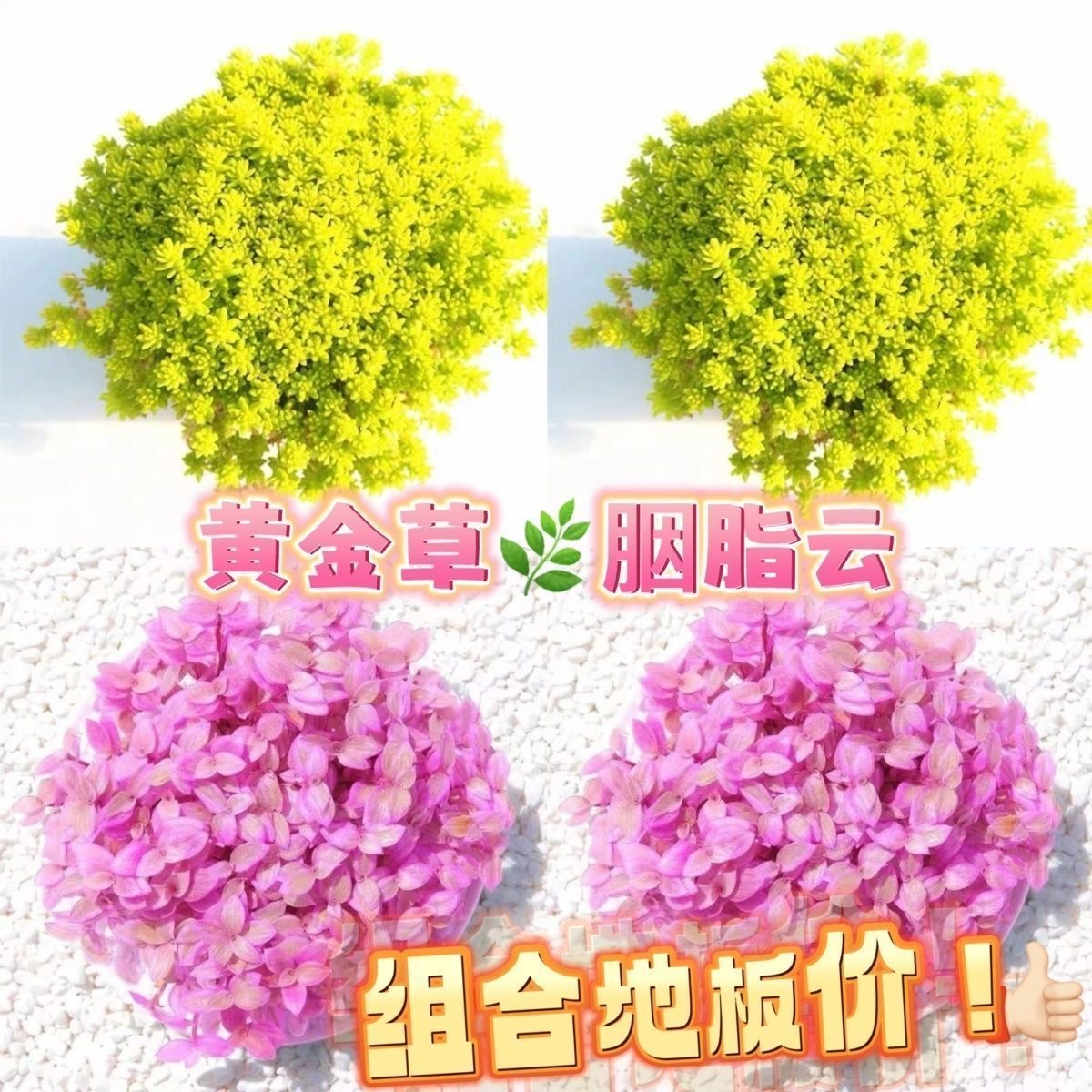 黄金万年草薄雪万年草姬星胭脂云多肉植物盆栽办公室阳台花卉绿植