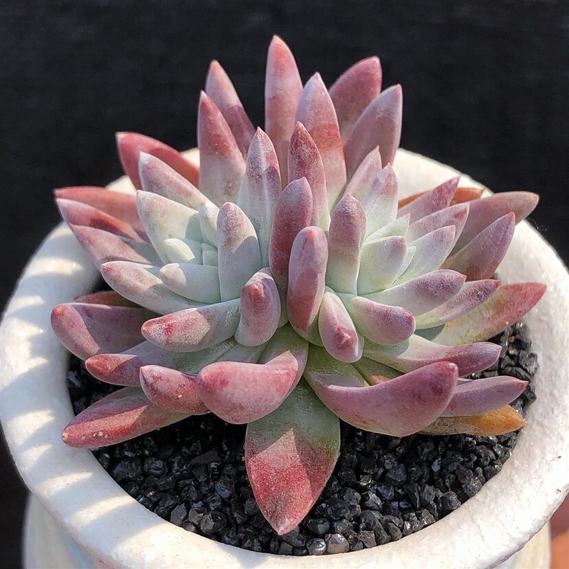 白菊仙女杯群生多头多肉植物盆栽肉肉新手办公室创意绿植防辐射