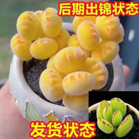 The succulent bear paw plant, the cute yellow cookie bear paw, is a popular new indoor desktop and super cute balcony potted plant thumbnail 3