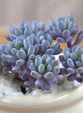 蓝豆群生多肉植物多头老桩室内阳台多肉组合盆栽绿植花卉