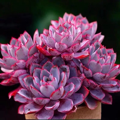 赫拉多肉植物盆栽绿植花卉晚霞广寒宫多肉三仙薄叶系易养肉肉蓝光