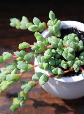 碧玉莲多肉植物吊兰盆栽易爆盆桃蛋花卉绿植室内好养易活懒人花